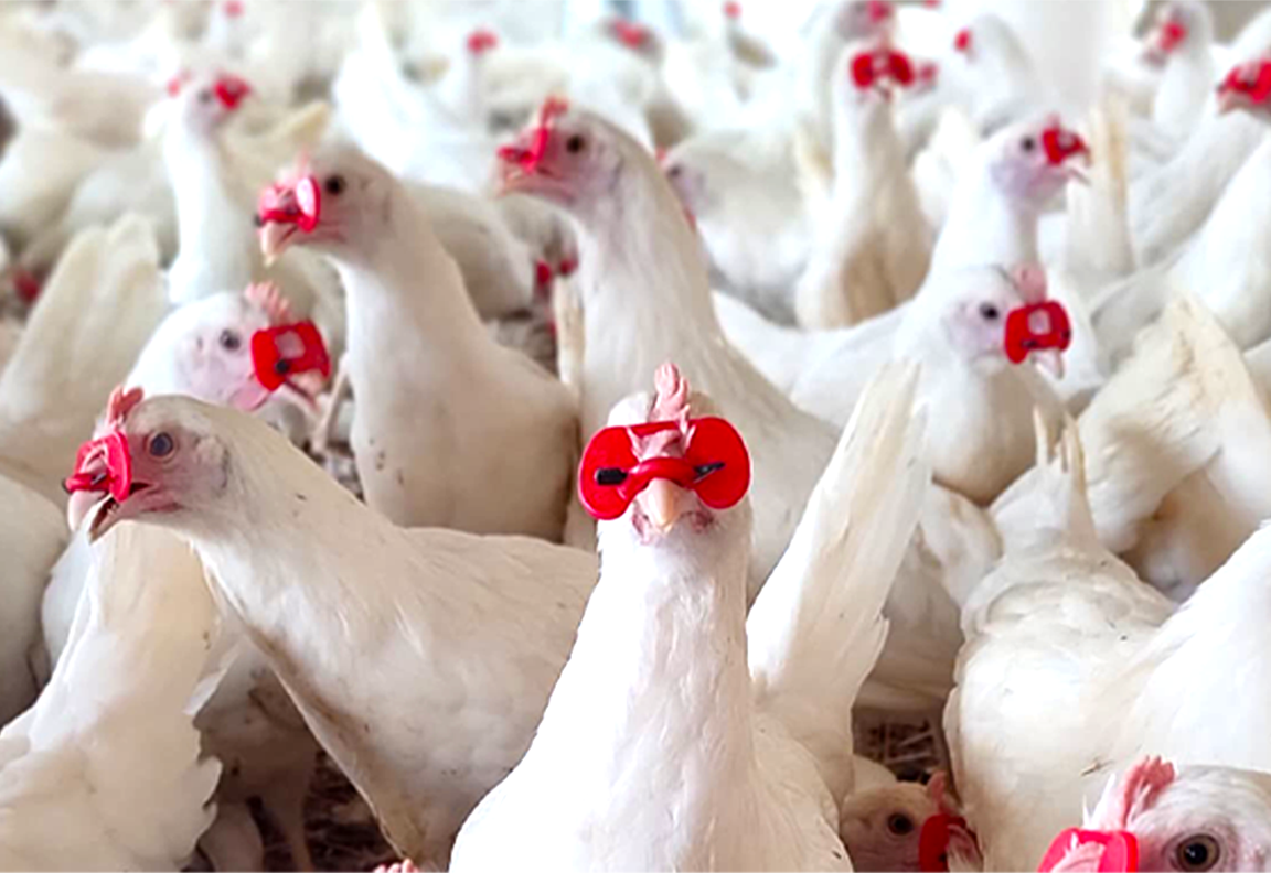 Volailles de la Ferme Avicole Baniamba